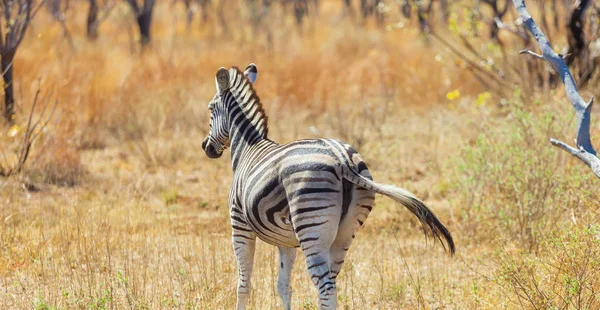 Auf Safari Einem Südafrikanischen Wildreservat Fotografiert — Stockfoto