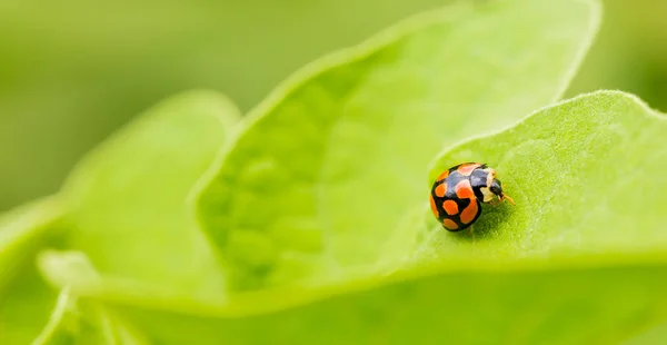 Turuncu Uğur Böceği Yakın Çekim Yeşil Yaprak Üzerinde Predator Permakültür — Stok fotoğraf