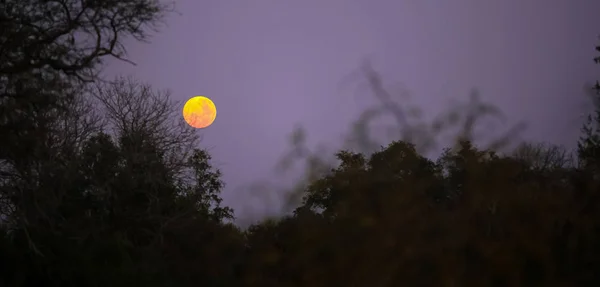 Dramatische Volle Maan Super Maan Hemel Afrikaanse Savannah Bush — Stockfoto