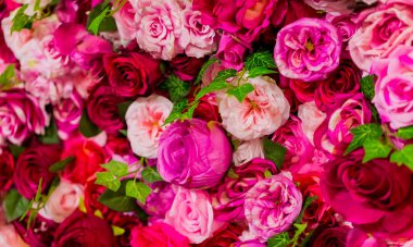 Pembe ve Mor Gül romantik Sevgililer günü çiçek ekran için