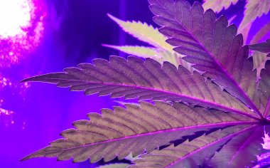 Yansıtıcı bir çadırda kapalı pembe ve mor büyüyen esrar yumuşak odak yakın çekim yaprak