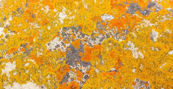 Macro Close Textuur Van Gele Oranje Korstmossen Groeien Kust Rotsen — Stockfoto