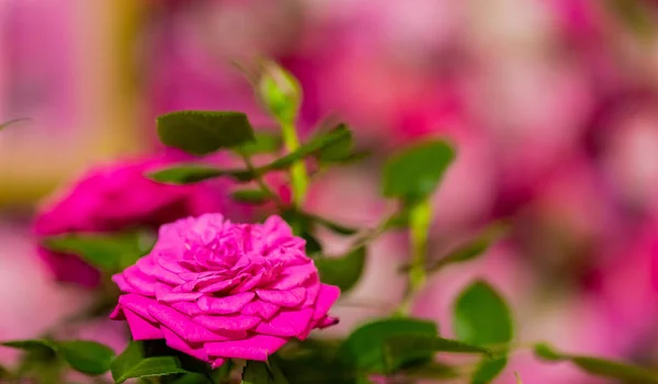 Pink and Purple Roses for Romantic Valentines Day flower display