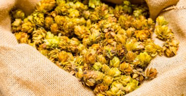 Kurutulmuş şerbetçiotu bira bira için bir çuval içinde kapatın