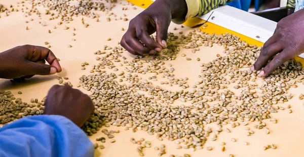 Närbild Arbetstagare Händer Plocka Bönor Produktionslinje Kaffeböna Fabrik — Stockfoto