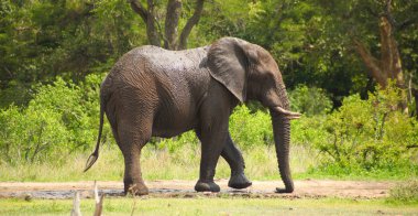 Bir Güney Afrika Safari Afrika fili oyun rezerv bush