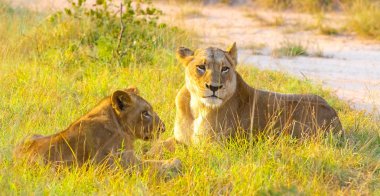 Bir kadın Afrika aslanı ve yavru bir Güney Afrika yaban hayatı oyun rezerv gündoğumu, yakın çekim