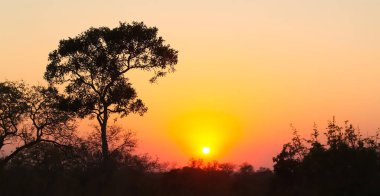 Günbatımı Güney Afrika bush, dramatik kızıl gökyüzü kontrast ağaçlarıyla
