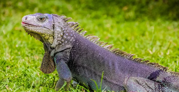 Iguana Ártalmatlan Hüllő Szelektív Összpontosít Egy Gyík Közelről — Stock Fotó