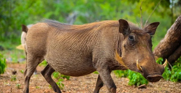 Close Warthog Africano Selvagem Uma Reserva Caça Sul Africana — Fotografia de Stock