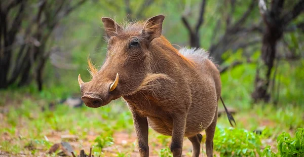 Zbliżenie Dzikich Afrykańskich Warthog Rpa Game Reserve — Zdjęcie stockowe