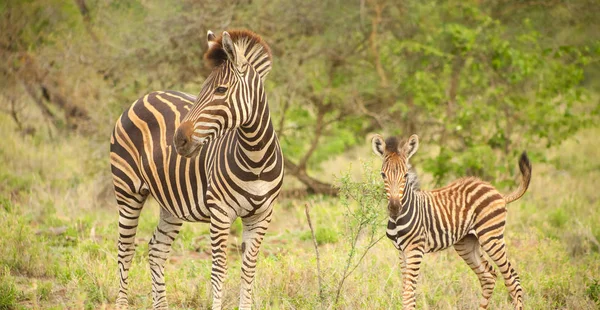 Afrikansk Zebra Mor Och Kalv Fotograferade Safari Sydafrikansk Game Reserve — Stockfoto