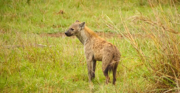 African Spotted Hyena Safari Sul Africano Uma Reserva Caça — Fotografia de Stock