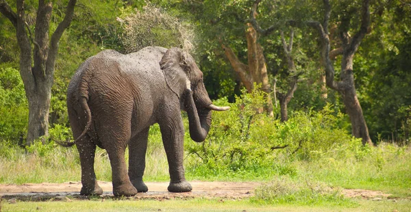 Éléphant Afrique Sur Safari Dans Une Réserve Gibier Brousse Afrique — Photo