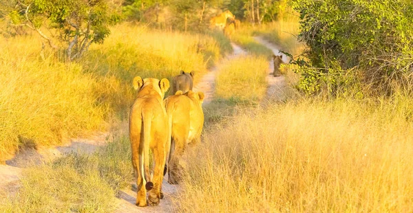 Orgullo Leones Africanos Caminando Por Camino Tierra Una Reserva Caza —  Fotos de Stock