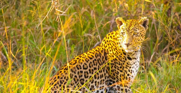 Camouflaged Wild Cat Lying Grass Hunting Prey Savannah Conservation Endangered — Stock Photo, Image