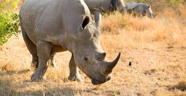 Zár Megjelöl Kilátás Egy Fiatal Afrikai Fehér Rhino Egy Dél — Stock Fotó