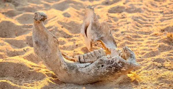 Squelette Animal Mort Sur Safari Dans Réserve Gibier Sud Africaine — Photo
