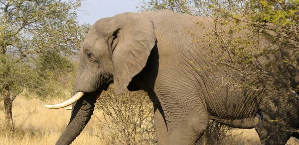 Elefante Africano Safari Uma Reserva Caça Arbusto Sul Africano — Fotografia de Stock