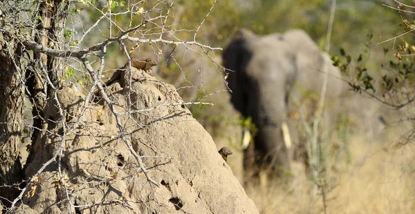 Éléphant Afrique Derrière Termite Sur Safari Dans Une Réserve Chasse — Photo