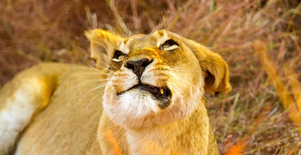 Африканский Лев Прячется Длинной Траве Южноафриканском Заповеднике — стоковое фото