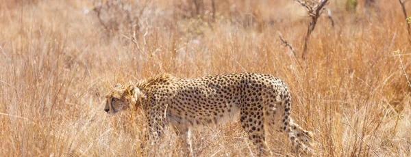 Photographié Safari Dans Une Réserve Gibier Sud Africaine Remarquez Que — Photo