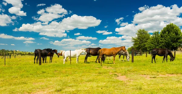 Liten Flock Hästar Betar Rural Fältet Bakom Ett Staket — Stockfoto