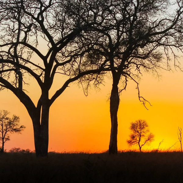 Silhouet Bomen Met Dramatische Rode Sky Bij Zonsondergang Zuid Afrikaanse — Stockfoto