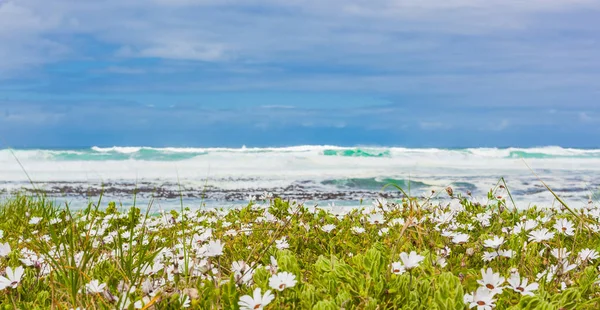 Flores Costeiras Brancas Uma Praia Cidade Cabo África Sul — Fotografia de Stock