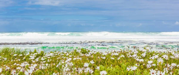 Λευκά Λουλούδια Παράκτια Μια Παραλία Στο Κέιπ Τάουν Της Νότιας — Φωτογραφία Αρχείου