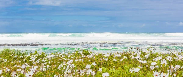 Fehér Parti Virágok Strandon Fokváros Dél Afrika — Stock Fotó