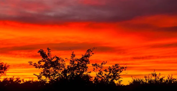 Silhouetted Trees Dramatic Red Sky Sunset South African Bush — 스톡 사진