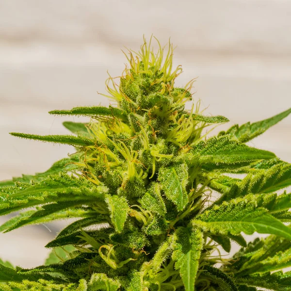 大麻の庭で大麻医学のマリファナを栽培家女性の植物 — ストック写真