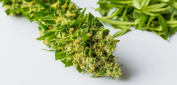 Nahaufnahme Von Frisch Geerntetem Medizinischem Marihuana Cannabis Mit Abgeschnittenen Blättern — Stockfoto