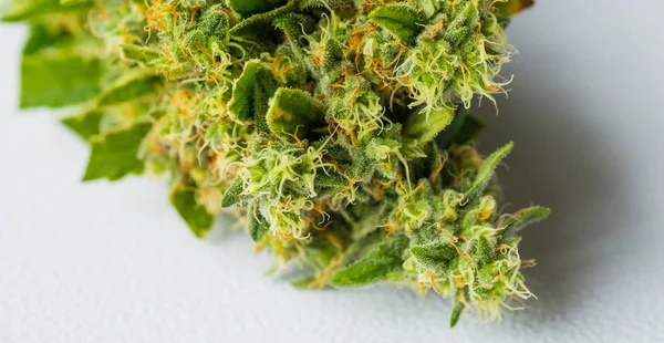 Makro Zblízka Rostliny Konopí Lékařské Marihuany Zaměřením Pryskyřičné Květ — Stock fotografie