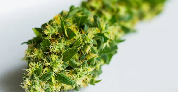 Μακροεντολή Κοντινό Πλάνο Μια Φυτό Κάνναβη Ιατρική Μαριχουάνα Έμφαση Ρητινούχο — Φωτογραφία Αρχείου