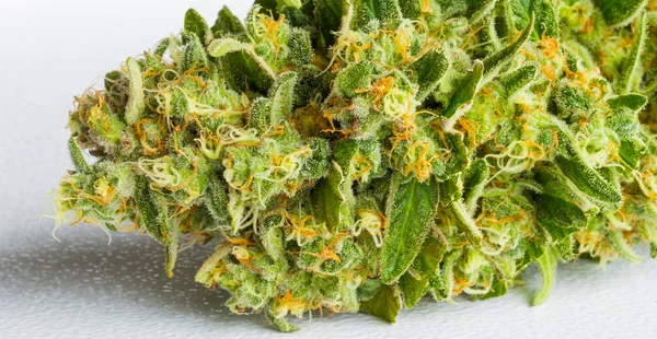 Taze Hasat Tıbbi Marijuana Esrar Kapalı Kirpik Yaprakları Ile Yakın — Stok fotoğraf