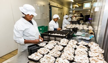 Johannesburg, Güney Afrika - 03 Mart 2-14: içinde bir ticari mantar çiftliği ve paketleme tesisi