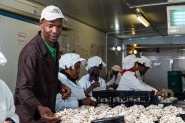 Johannesburg, Güney Afrika - 03 Mart 2-14: içinde bir ticari mantar çiftliği ve paketleme tesisi