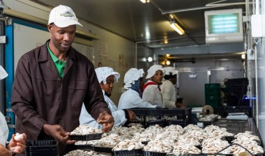 Johannesburg, Güney Afrika - 03 Mart 2-14: içinde bir ticari mantar çiftliği ve paketleme tesisi