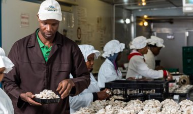 Johannesburg, Güney Afrika - 03 Mart 2-14: içinde bir ticari mantar çiftliği ve paketleme tesisi