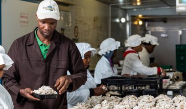 Johannesburg, South Africa - March 03 2-14: Inside a Commercial Mushroom Farm and packaging facility clipart