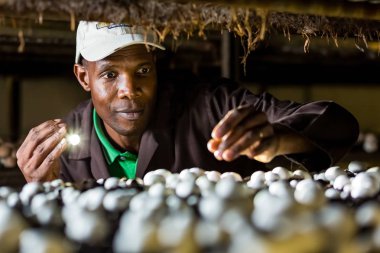 Johannesburg, Güney Afrika - 03 Mart 2-14: içinde bir ticari mantar çiftliği ve paketleme tesisi