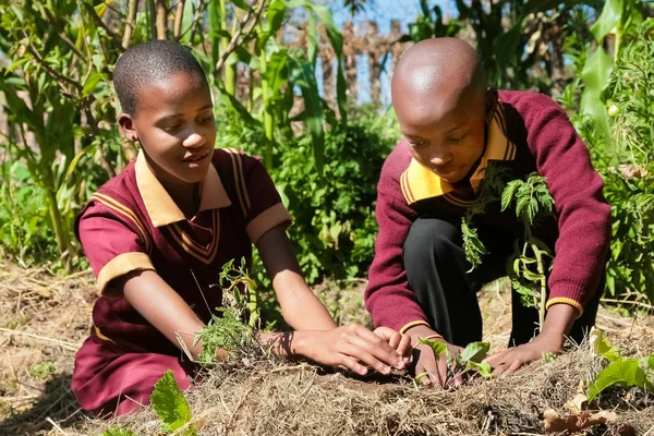 Johannesburg, Güney Afrika - okul tarım hakkında öğrenme ve tarım çocukları