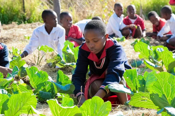 Johannesburg Rpa Dzieci Wieku Szkolnym Uczenia Się Rolnictwo Hodowla — Zdjęcie stockowe