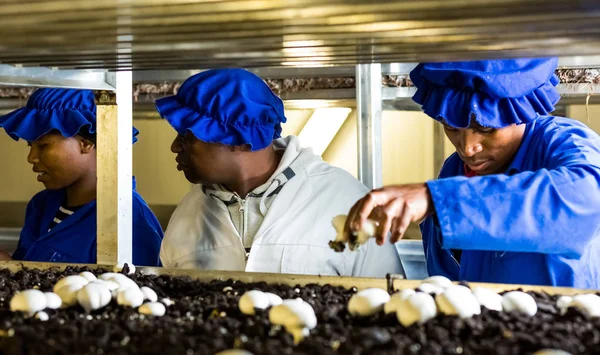 Johannesburgo Sudáfrica Marzo Dentro Una Granja Hongos Comerciales Una Instalación —  Fotos de Stock