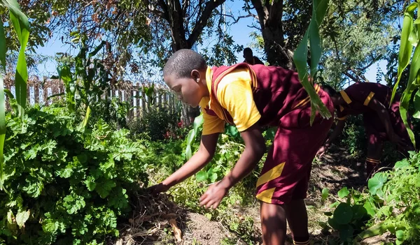 Johannesburg Zuid Afrika April 2009 Schoolgaande Kinderen Leren Landbouw Landbouw — Stockfoto