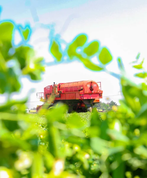 Joanesburgo África Sul Outubro 2010 Cultivação Comercial Ervilhas Com Colheitadeira — Fotografia de Stock