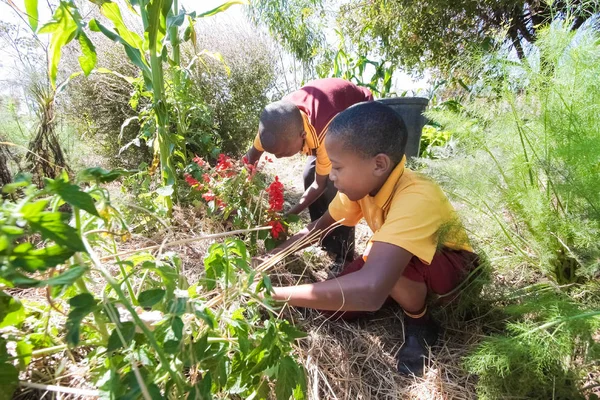 南非约翰内斯堡 2009年4月29日 学习农业和农业的学童 — 图库照片