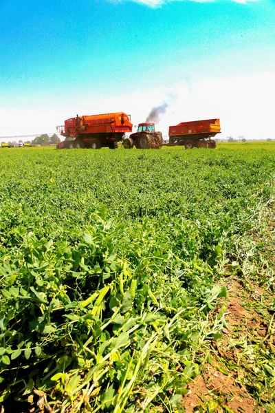 Joanesburgo África Sul Outubro 2010 Cultivação Comercial Ervilhas Com Colheitadeira — Fotografia de Stock